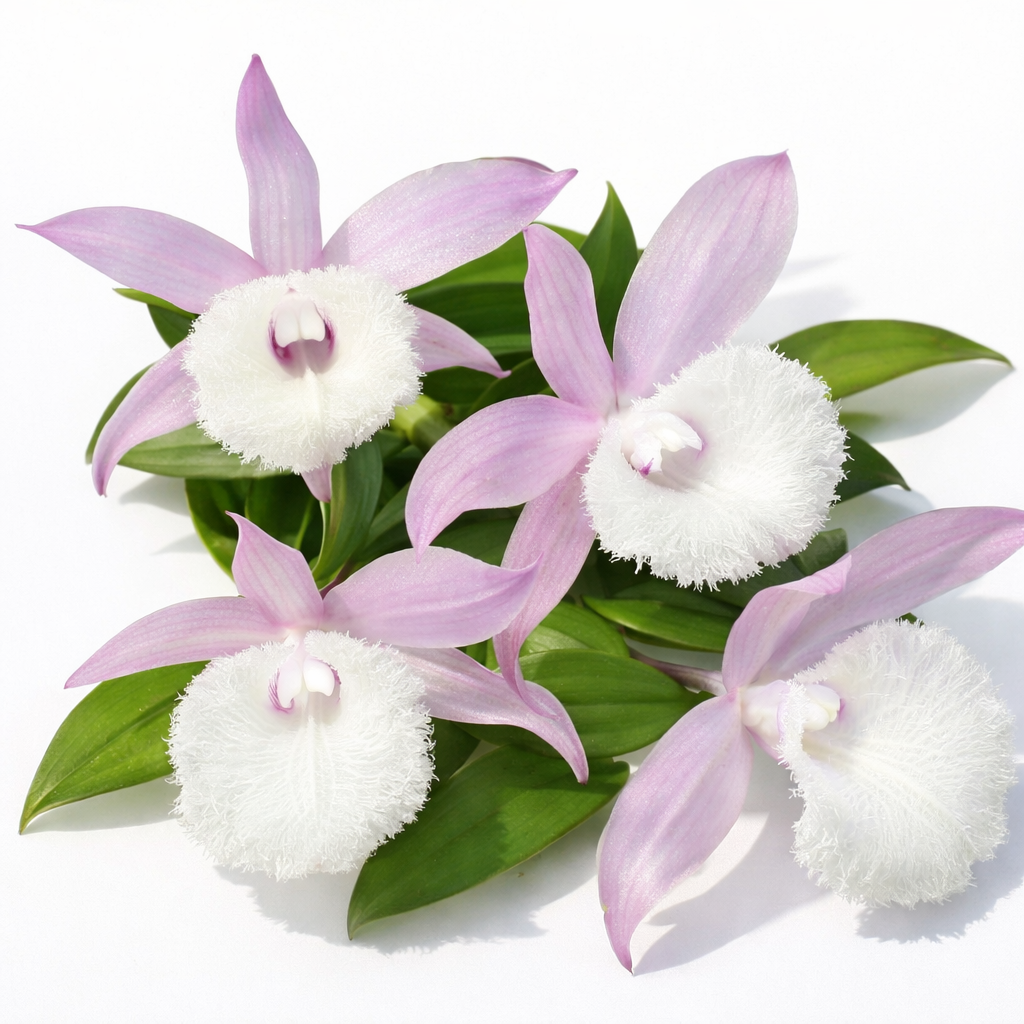 [루반정원]Den. aphyllum variegated Den. 아필럼 바리에가타