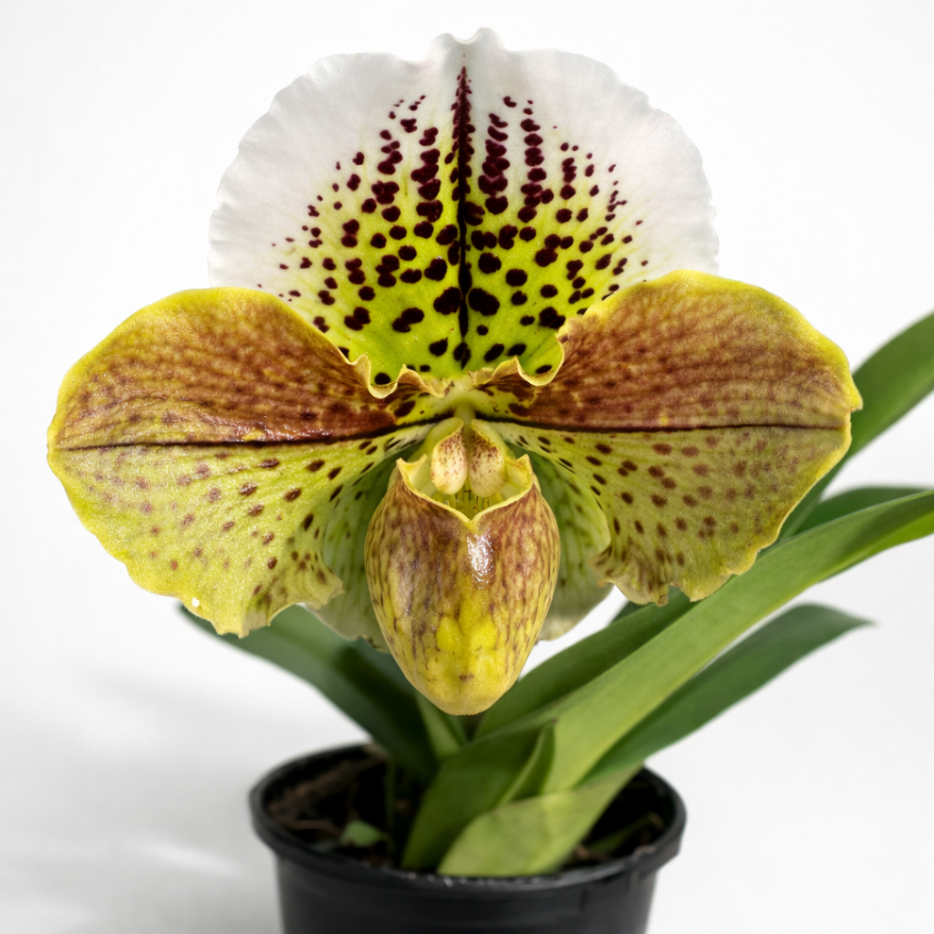 [루반정원]Paph. Mukoyama Green x Tree of Enzan BM/TPS 파피오. 무코야마 그린x트리 오브 엔잔