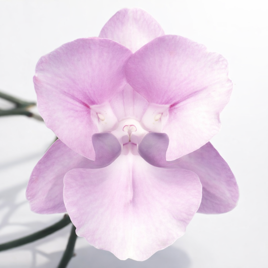 [루반정원]Phal.Thourmali 타마린 미니종