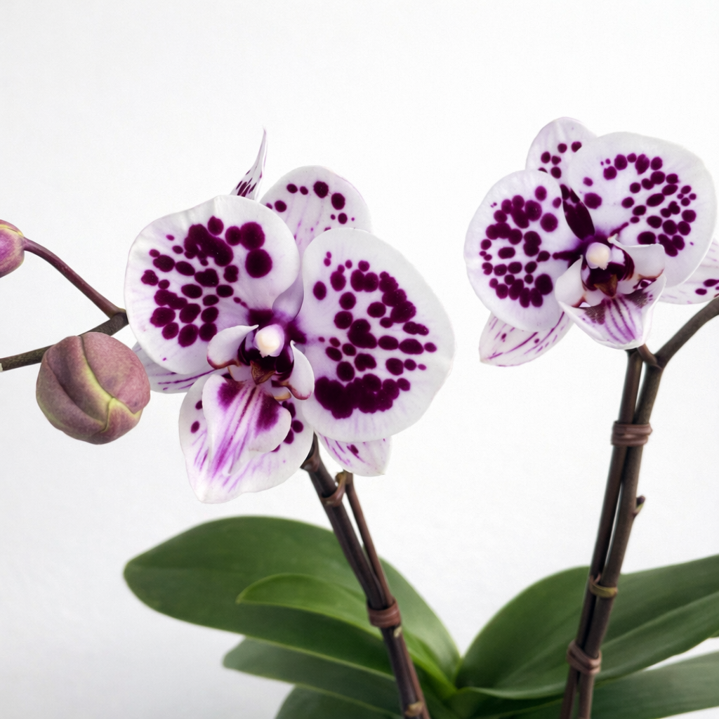 [루반정원]Phal. LianherBlackpearl리안허 블랙 펄