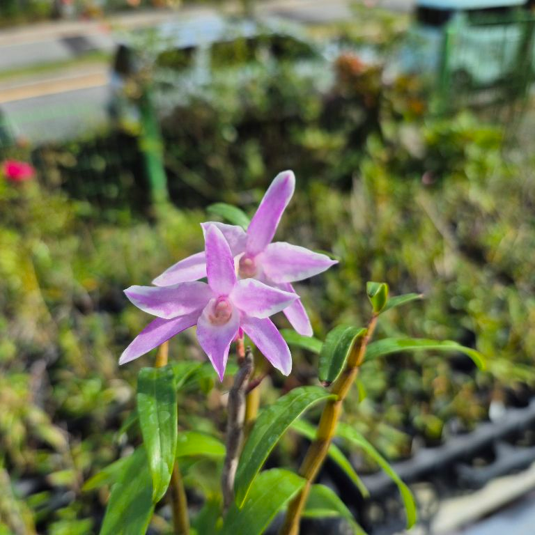 석곡  /홍비천