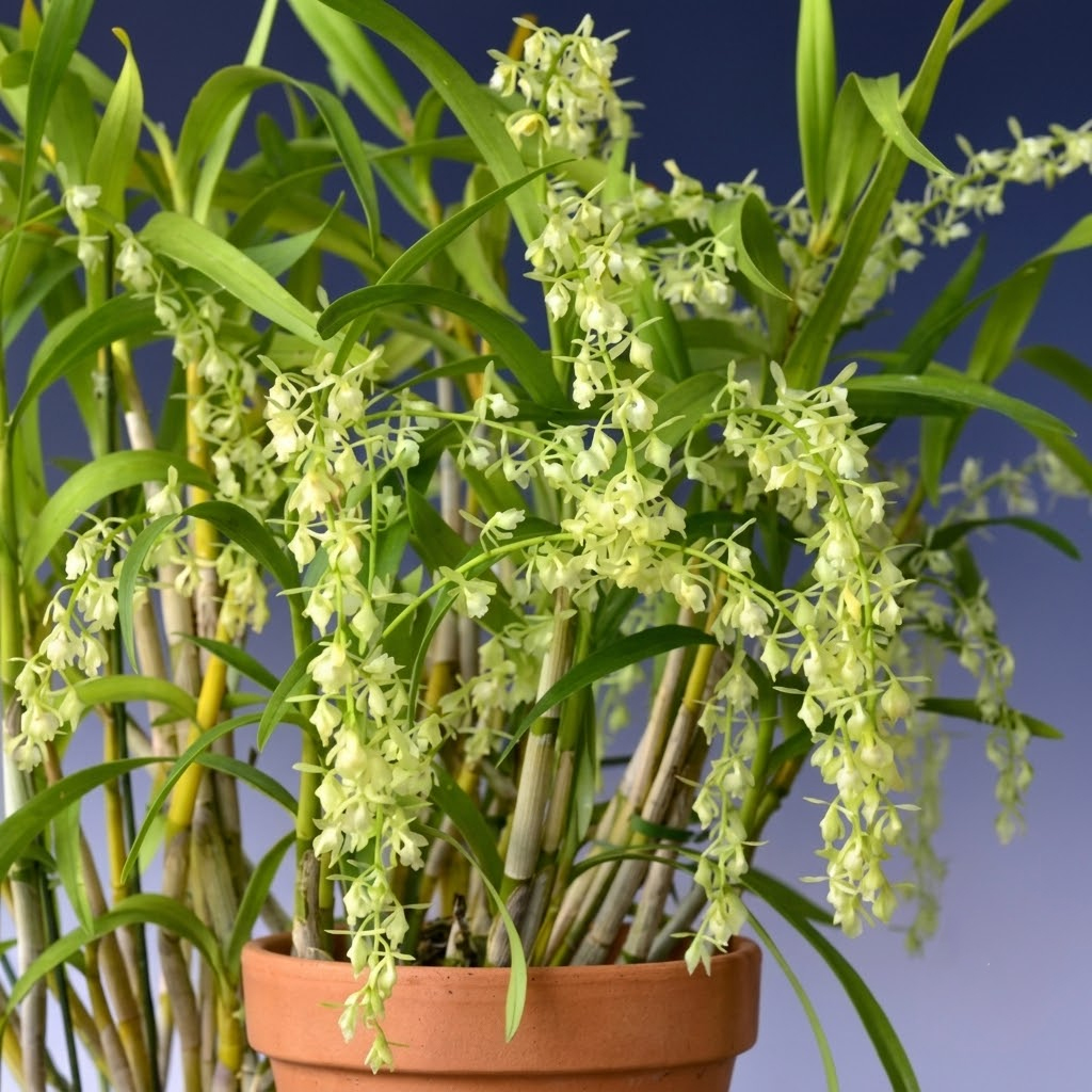 [루반정원] Epidendrum Ambrostoma tridactylum 에피덴드럼 암브로스토마 트리닥틸럼 은은하고 기분 좋은 향기 희귀 원종 서양란