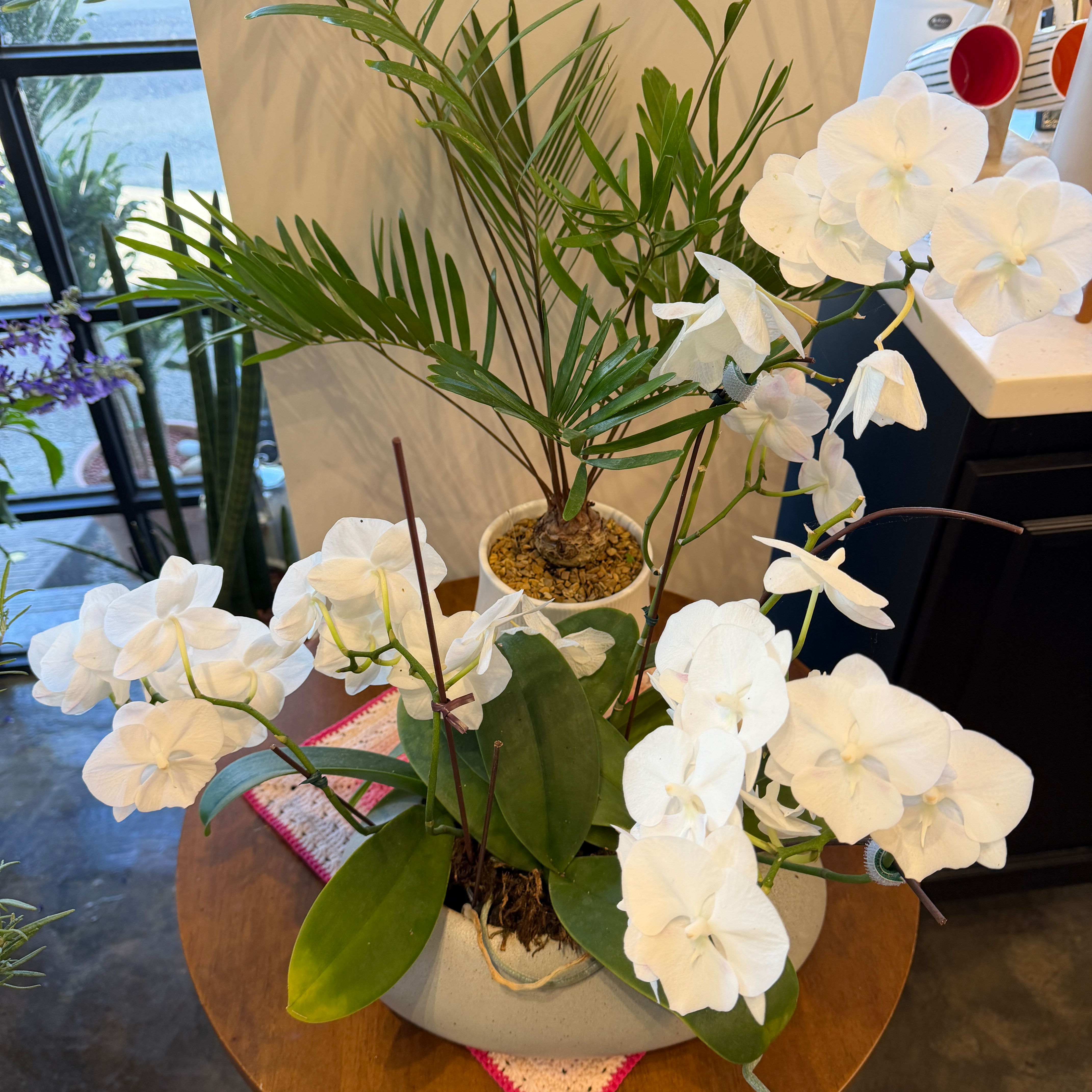 화이트 호접란 (phalaenopsis)