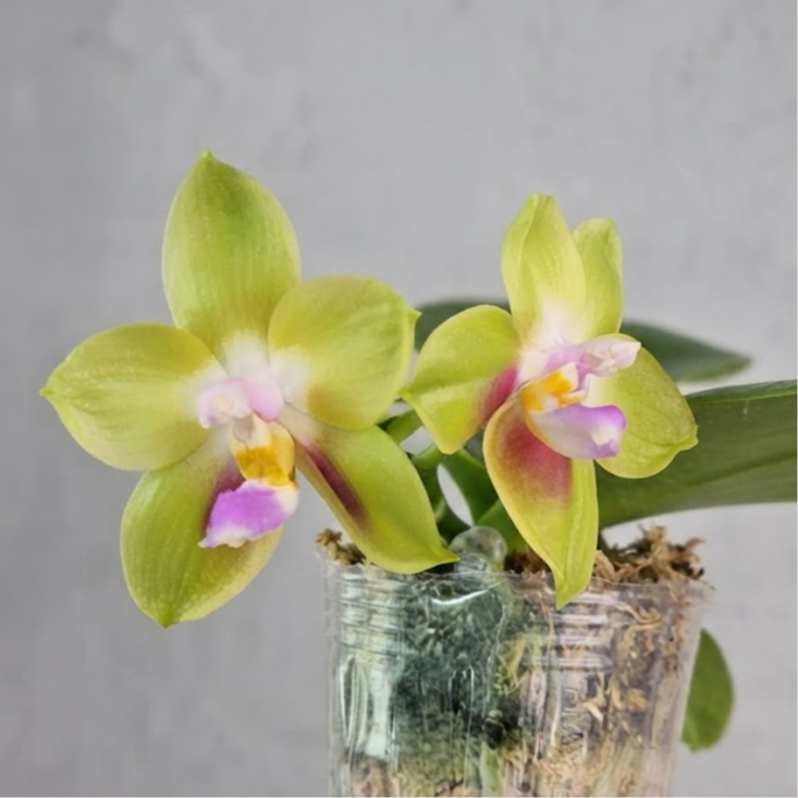 [루반정원]Phal. Prince Green Apple 원종호접 프린스 그린 애플 라임 향기가 나요