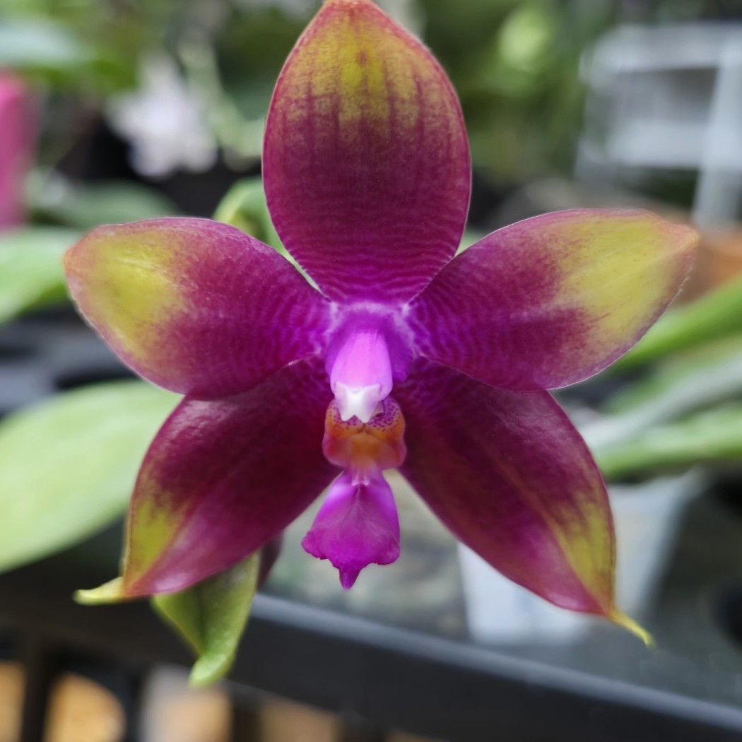 [루반정원]Phal. Meidarland Kaidani '700' 원종호접란 메이달랜드 카이우라니 원종 호접란  대만 수입난