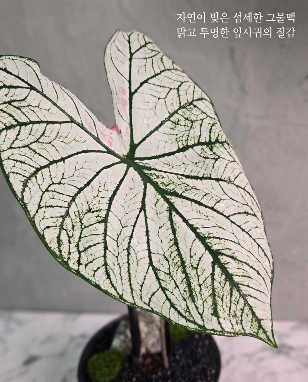 [루반정원] Caladium 'White Christmas' 칼라디움 화이트 크리스마스
