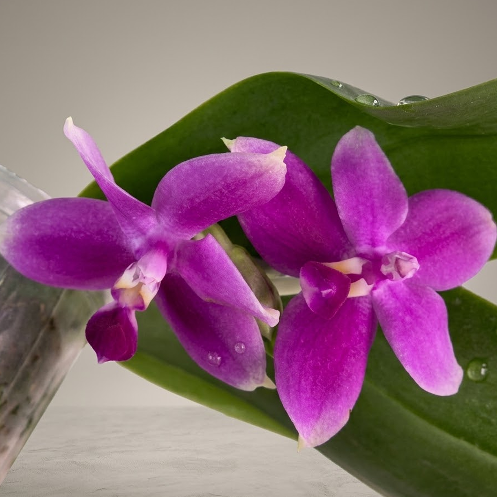 [루반정원] Phalaenopsis violacea var. indigo red 'MIKI' 원종호접  비올라시아 인디고 레드 향기좋아요