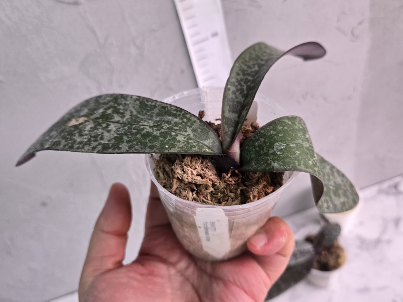 [루반정원]Phalaenopsis schilleriana 'stripe' 원종호접 쉴러리아나 스트라이프 향기있는 품종