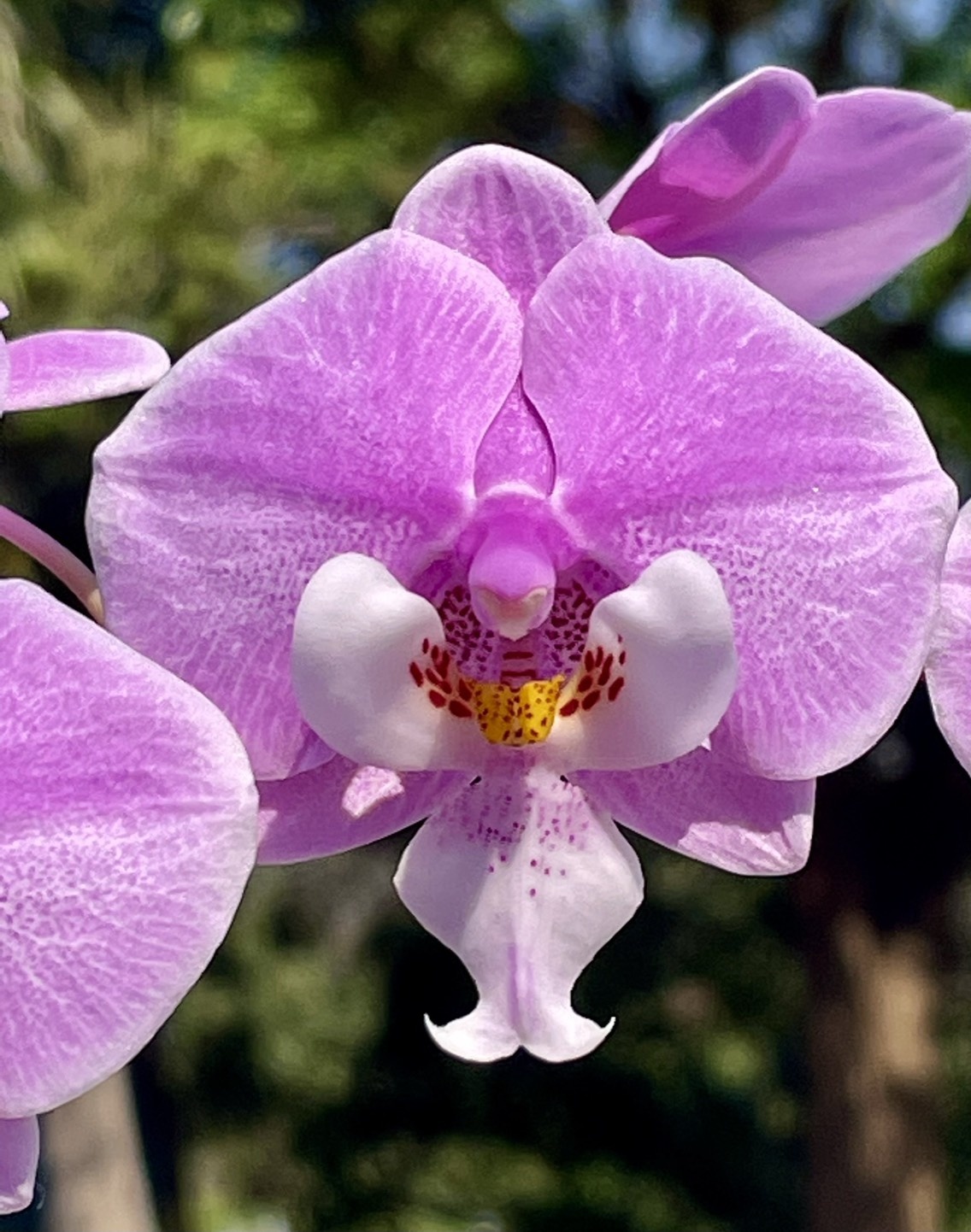 [루반정원]Phal.schilleriana pink girl