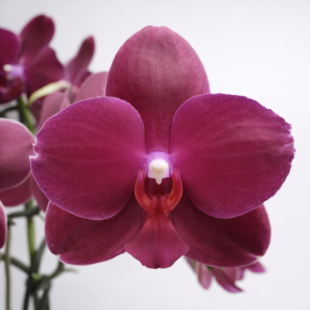 [루반정원]Phal . Sogo Relex 소고릴렉스 향기좋아요