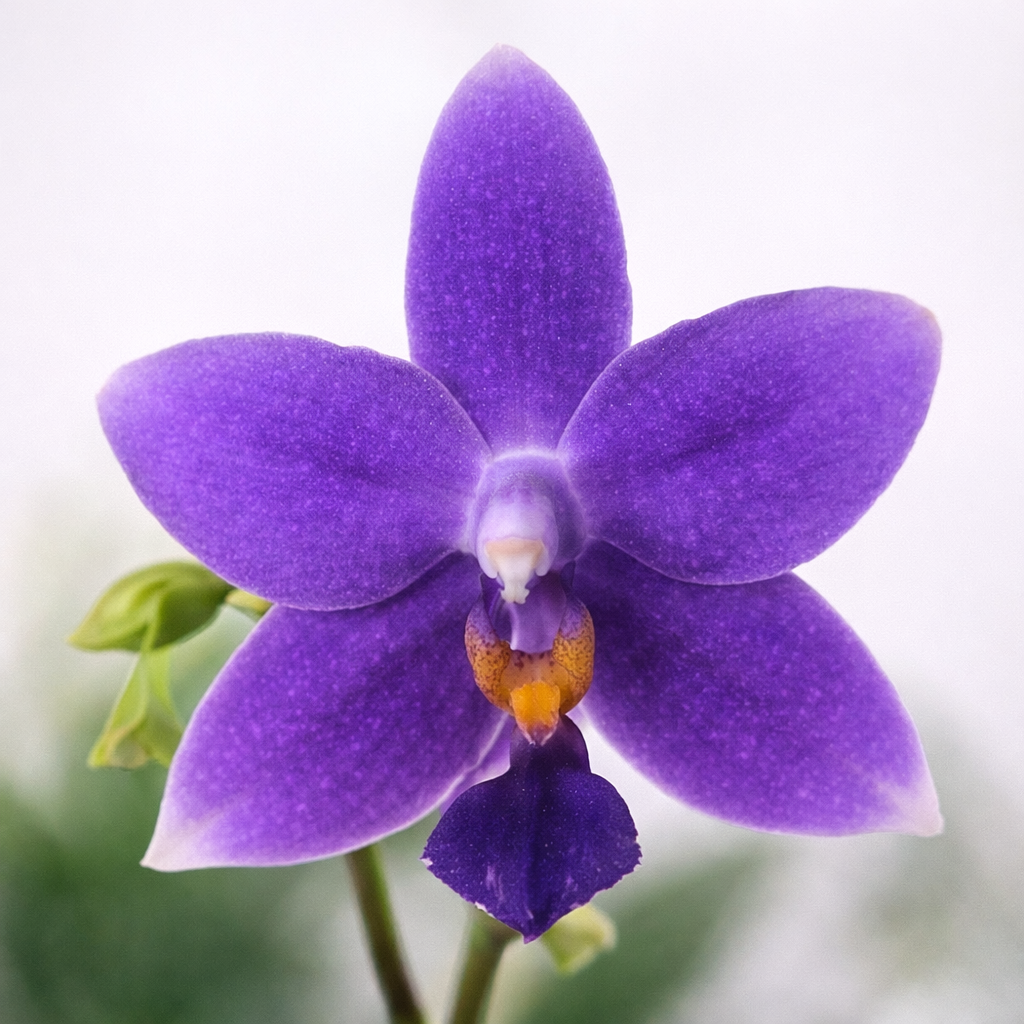 [루반정원] Phal. Lioulin Blue Kitty 리오우린 블루 키티 달콤한 향기가 나요