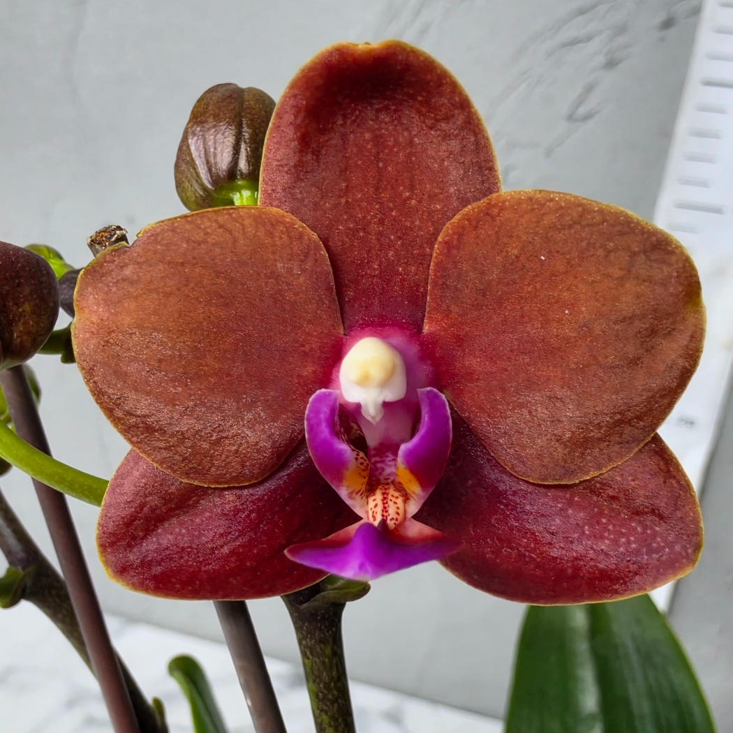 [루반정원] Phal.Amber Glow 엠버글로우 향기있는 품종입니다.