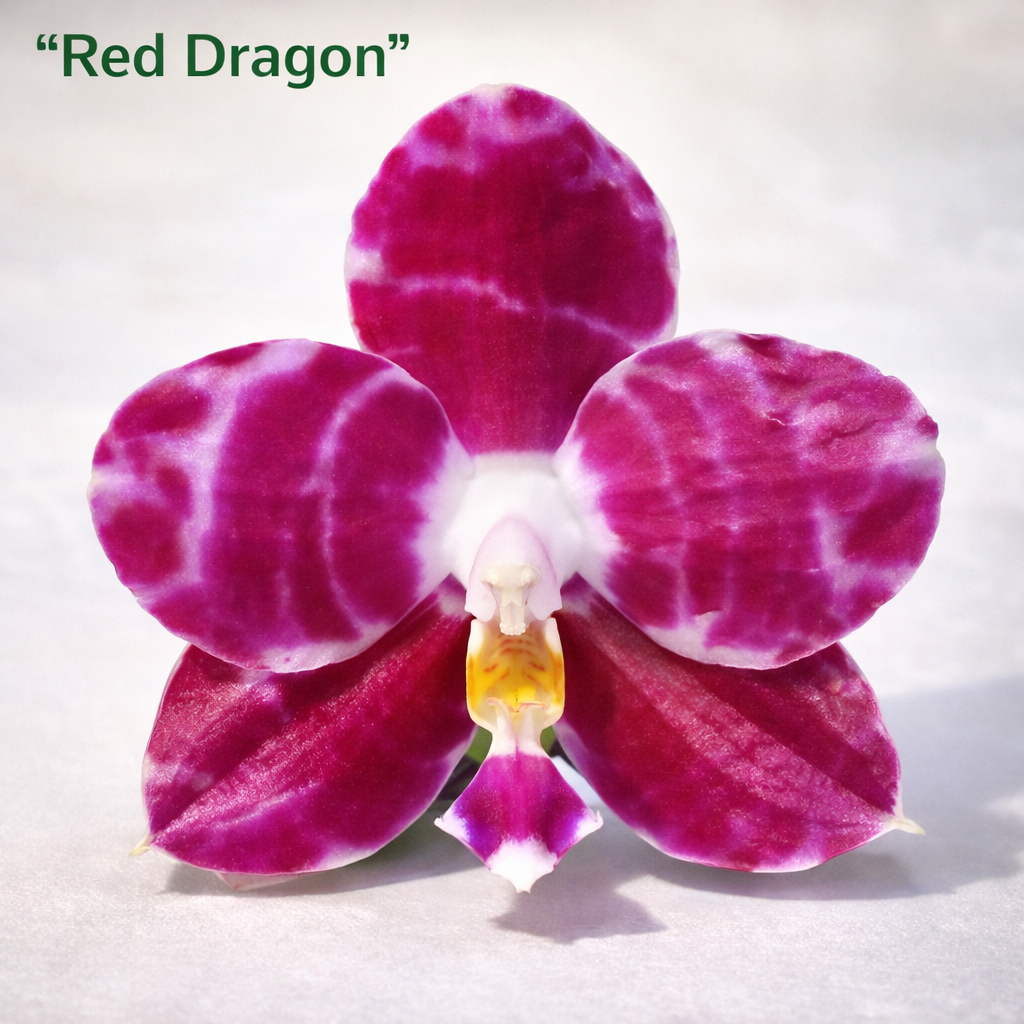 [루반정원]Phalaenopsis Mituo Golden Tiger 'Red Dragon P. 미츠오 골든 타이거 레드 드래곤 향기 좋아요 현재 꽃대가 나오고 있어요