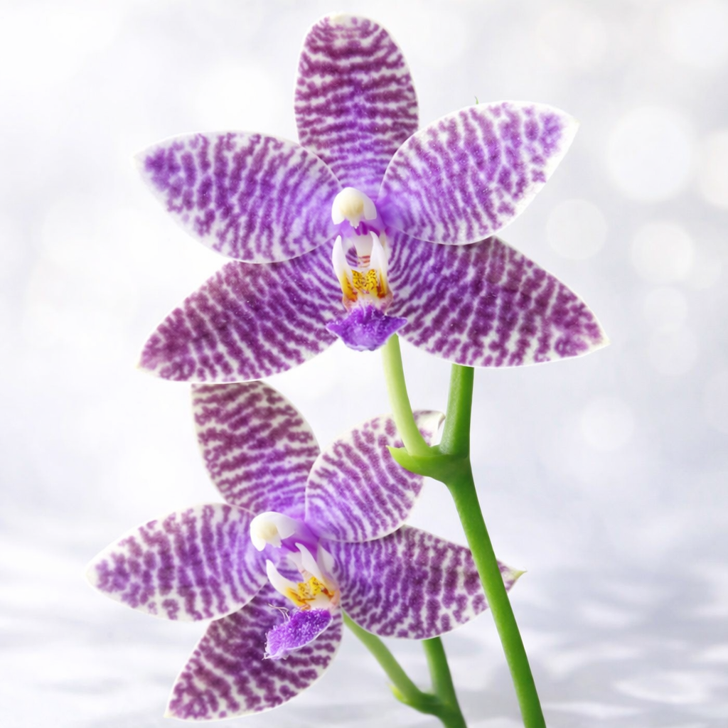 [루반정원]Phal.prince blue ludde  향기좋아요.